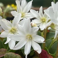 Lewisia (Lewisiopsis) tweedyi